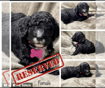 Small Photo #7 Goldendoodle Puppy For Sale in LOTHIAN, MD, USA