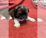 Small Photo #3 Shih Tzu Puppy For Sale in CANONSBURG, PA, USA