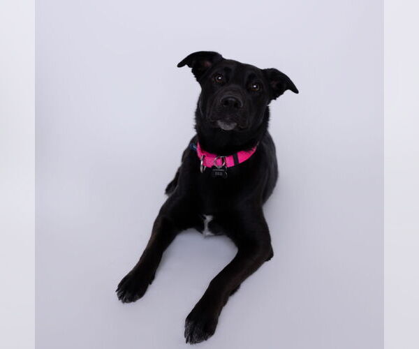 Medium Photo #5 Pointer-Unknown Mix Puppy For Sale in Fargo, ND, USA