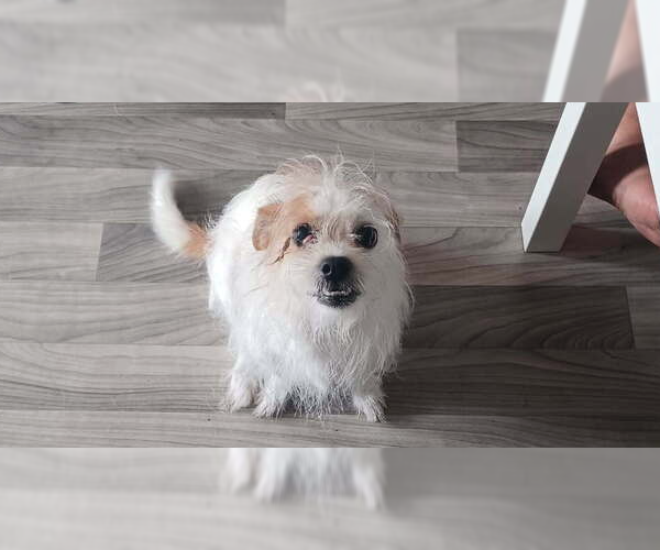 Medium Photo #1 Mutt Puppy For Sale in Caldwell, NJ, USA