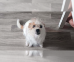 Small Mutt