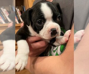 Boston Terrier Puppy for sale in MONTVILLE, OH, USA