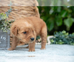 Small Photo #37 Golden Retriever Puppy For Sale in WOLCOTTVILLE, IN, USA
