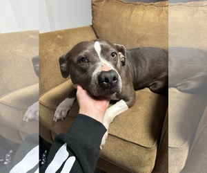 Medium American Pit Bull Terrier Mix