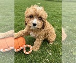 Small Photo #1 Cavapoo Puppy For Sale in MIDDLEBURY, IN, USA