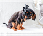 Small #3 Cavalier King Charles Spaniel