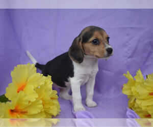 Beagle Puppy for sale in MILLERSBURG, OH, USA