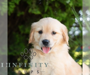 Golden Retriever Puppy for sale in NEWPORT, PA, USA