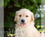 Small Golden Retriever