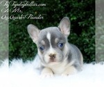 Small Photo #4 French Bulldog Puppy For Sale in CANTON, GA, USA