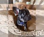 Small Photo #5 French Bulldog Puppy For Sale in BONNEAU, SC, USA