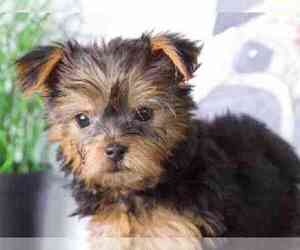 Yorkshire Terrier Puppy for sale in RED LION, PA, USA