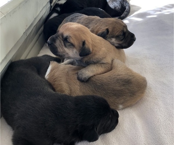 Medium Photo #4 Great Pyredane Puppy For Sale in KINGMAN, AZ, USA