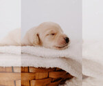 Small Photo #5 Mastidoodle Puppy For Sale in APEX, NC, USA
