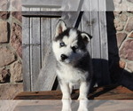 Small Photo #1 Pomsky Puppy For Sale in WOOSTER, OH, USA