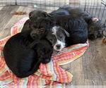 Small #2 Havanese Mix