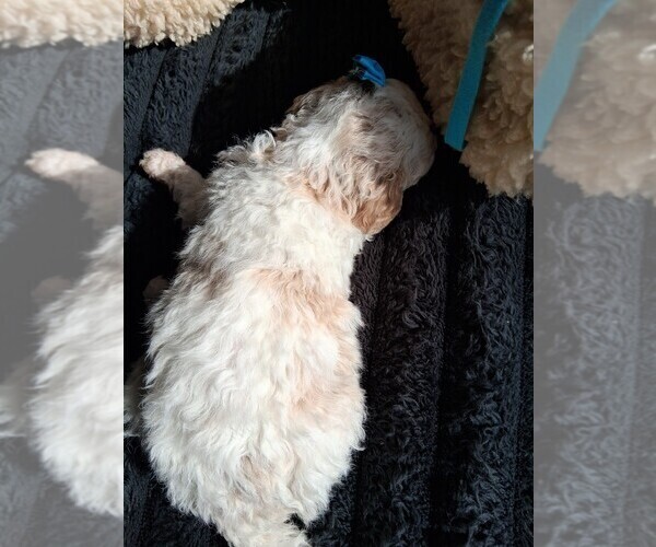 Medium Photo #17 Goldendoodle (Miniature) Puppy For Sale in GASTONIA, NC, USA