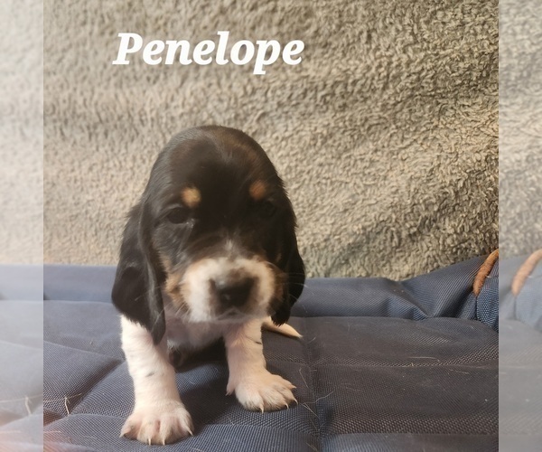 Medium Photo #34 Basset Hound Puppy For Sale in BYHALIA, MS, USA