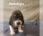 Small Photo #34 Basset Hound Puppy For Sale in BYHALIA, MS, USA