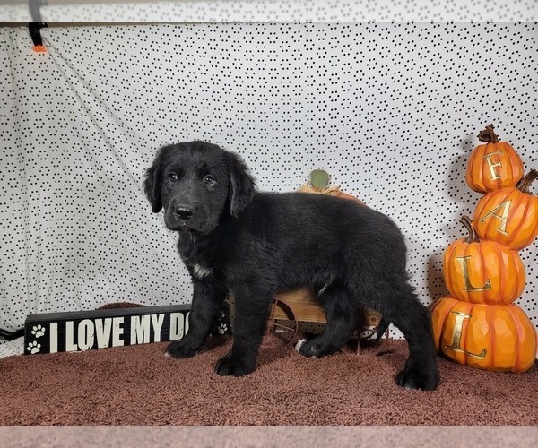 Medium Photo #4 Golden Mountain Dog Puppy For Sale in BLACK FOREST, CO, USA