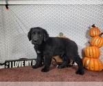 Small #3 Golden Mountain Dog