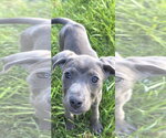 Small #2 American Pit Bull Terrier Mix