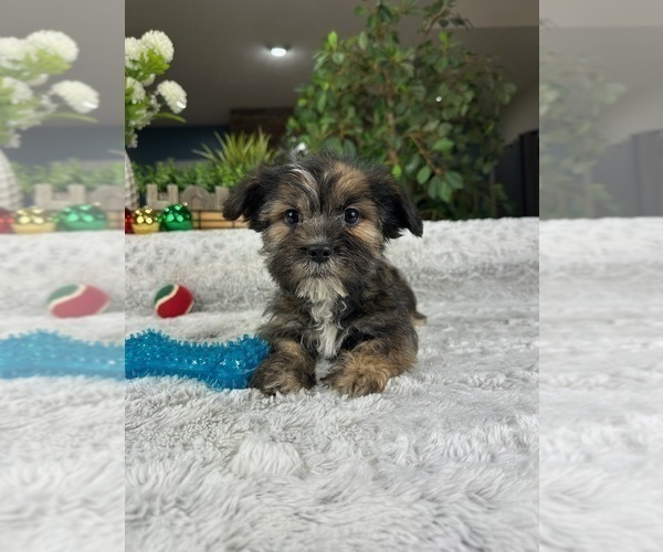 Medium Photo #1 Shorkie Tzu Puppy For Sale in GREENFIELD, IN, USA