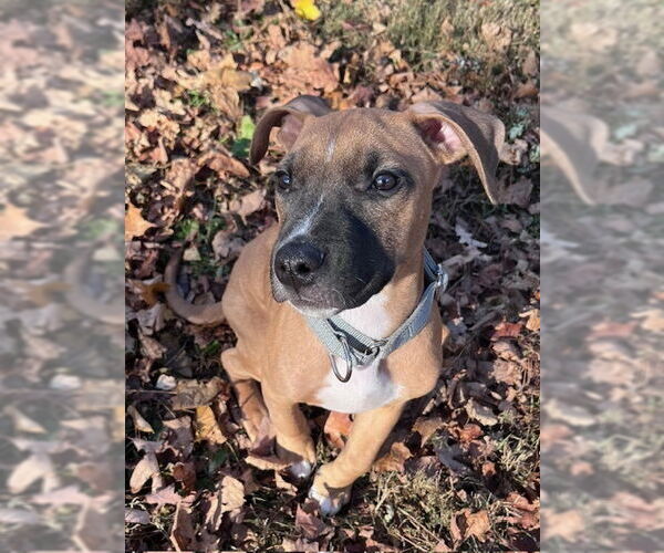 Medium Photo #2 American Pit Bull Terrier-Labrador Retriever Mix Puppy For Sale in Brewster, NY, USA
