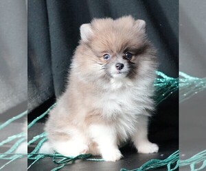 Pomeranian Puppy for sale in ROCK VALLEY, IA, USA