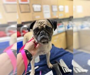 Pug Dogs for adoption in Riverside, CA, USA