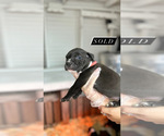 Puppy Puppy 9 American Bully-American Pit Bull Terrier Mix