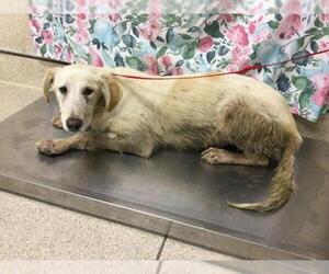 Labrador Retriever-Unknown Mix Dogs for adoption in Riverside, CA, USA