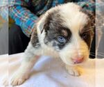 Small Photo #1 Border Collie Puppy For Sale in MOSIER, OR, USA