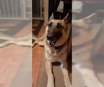 Small #4 German Shepherd Dog