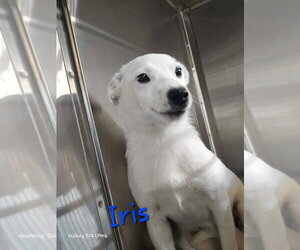 Chihuahua-Unknown Mix Dogs for adoption in Foristell, MO, USA