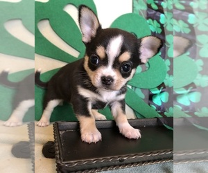 Chihuahua Puppy for sale in NEWVILLE, PA, USA