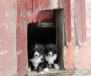 Bernedoodle Puppy for sale in SIBLEY, IL, USA