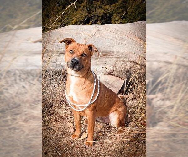 Medium Photo #1 Black Mouth Cur-Unknown Mix Puppy For Sale in Oklahoma City, OK, USA