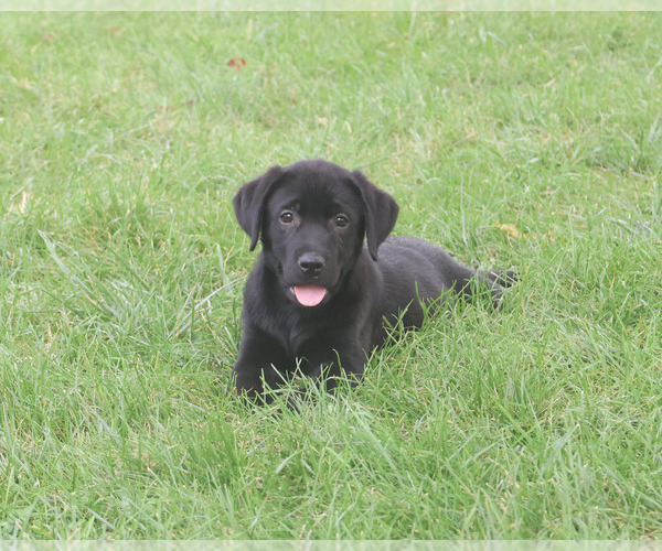 Medium Photo #4 Labrador Retriever Puppy For Sale in SYRACUSE, IN, USA