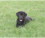 Marshall - Male Labrador Retriever Puppy for Sale - Photo #4