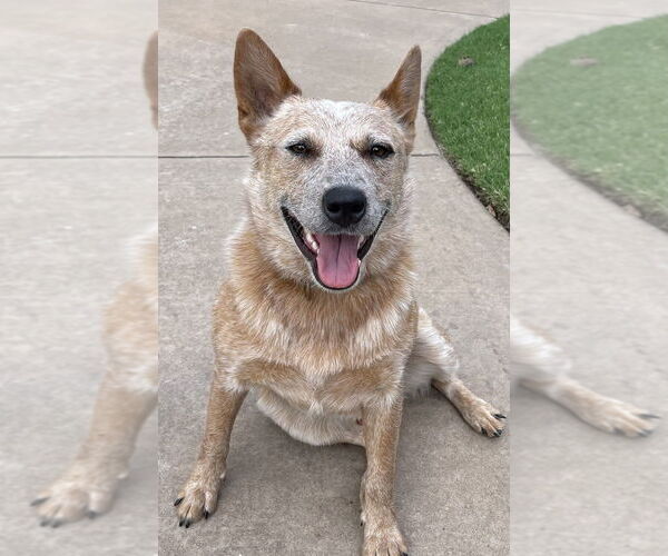 Medium Photo #6 Mutt Puppy For Sale in OKLAHOMA CITY, OK, USA