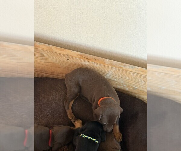 Medium Photo #10 Doberman Pinscher Puppy For Sale in MCKINNEY, TX, USA