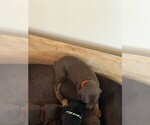 Small Photo #10 Doberman Pinscher Puppy For Sale in MCKINNEY, TX, USA