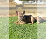 Small #4 French Bulldog