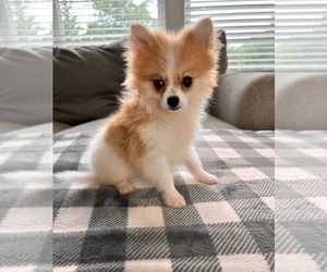 Medium Pomeranian