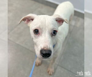 Jack Russell Terrier-Labrador Retriever Mix Dogs for adoption in Washington, DC, USA