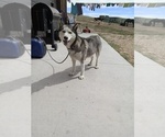 Small Photo #9 Siberian Husky Puppy For Sale in WESTCLIFFE, CO, USA