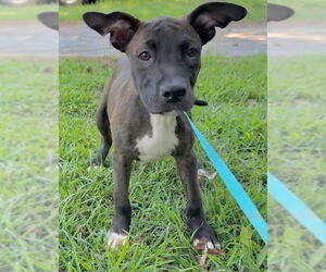 Medium Bulldog Mix