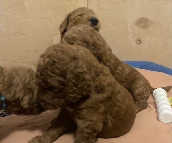 Medium Photo #31 Goldendoodle Puppy For Sale in BREA, CA, USA