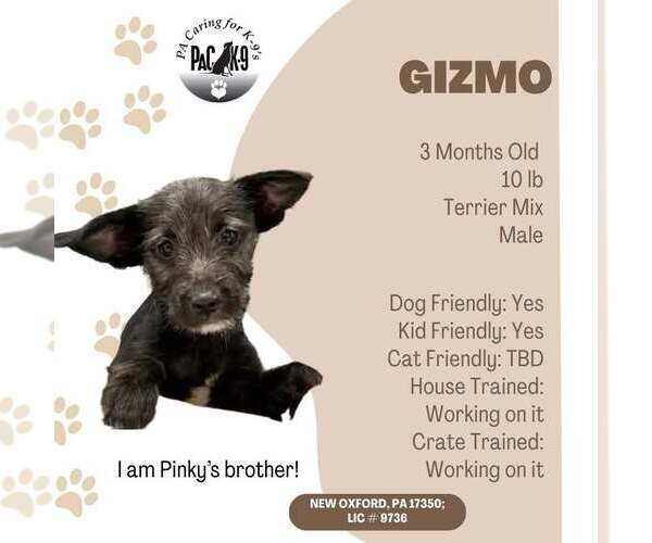 Medium Photo #2 Mutt Puppy For Sale in New Oxford , PA, USA